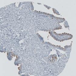 TEDC1 Antibody, Novus Biologicals:Antibodies:Primary Antibodies